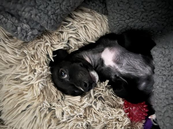 /Images/uploads/Louies Legacy Animal Rescue/cutest-rescue-pet-2023/entries/28052thumb.jpg